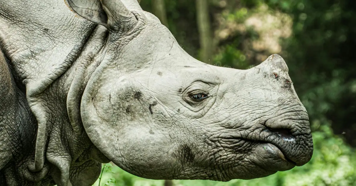 chitwan national park tours