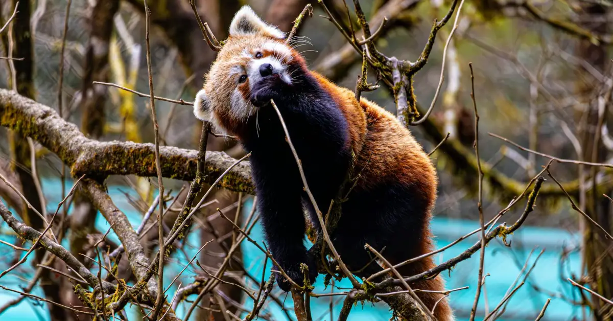 Where is red panda found in Nepal