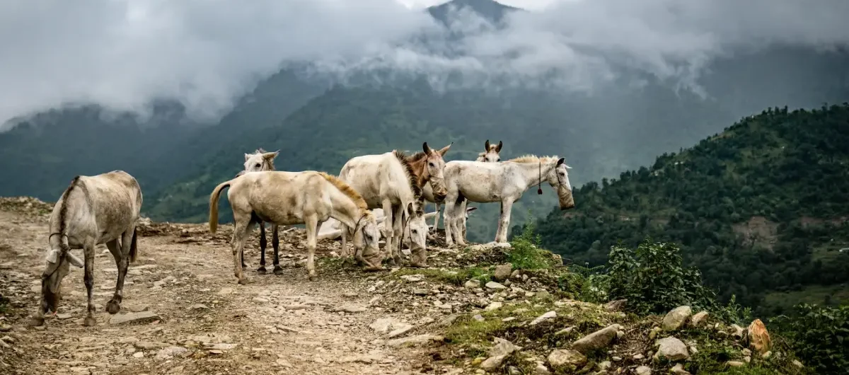 Is the Langtang Trek Difficult
