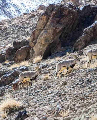 Home Stay Mountains Wildlife