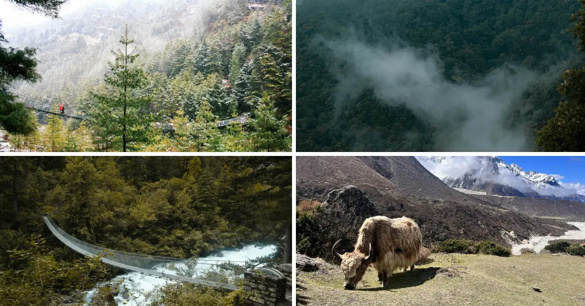 plant life in mountains 