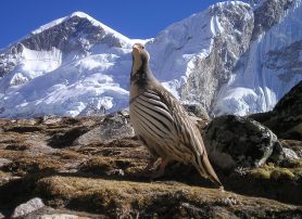Things to Be Careful of Before Trekking In Nepal