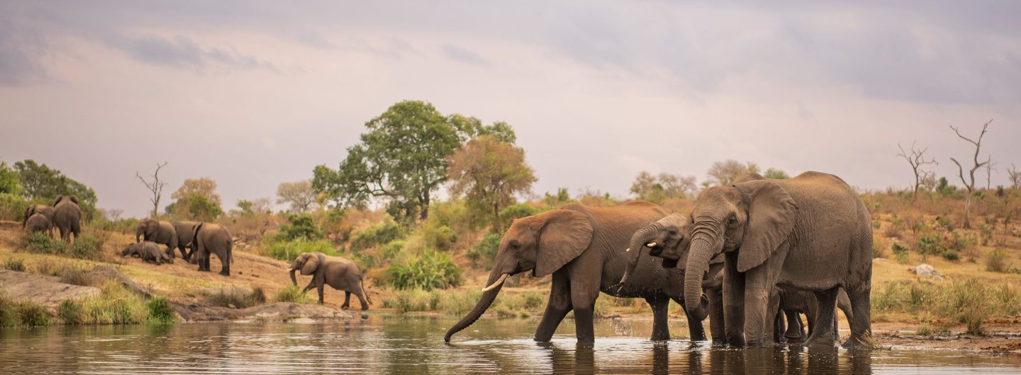 A picture of Chitwan National Park