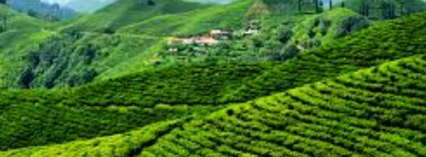 A picture of The gem of east Nepal, Illam 