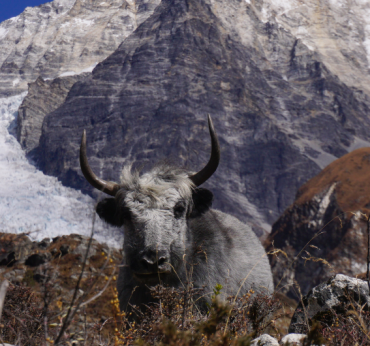 Langtang Valley Trek: Everything You Need to Know