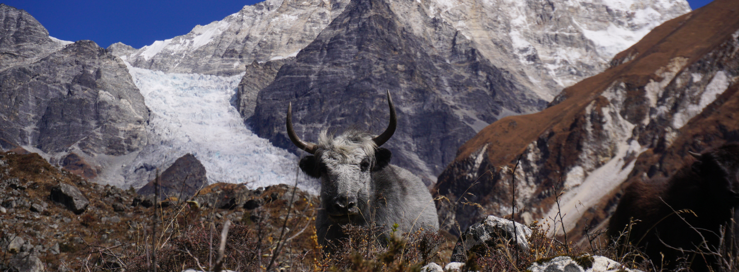 Langtang Valley Trek: Everything You Need to Know