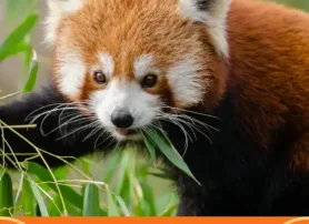 Are Red Pandas Found in Nepal? Habitat, Population, and Conservation
