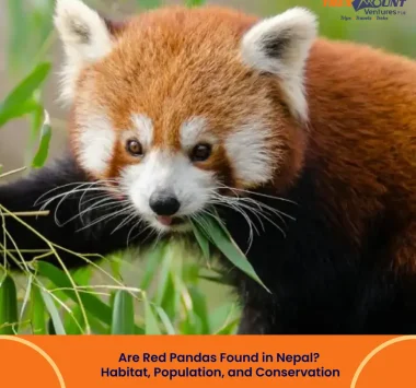 Are Red Pandas Found in Nepal? Habitat, Population, and Conservation