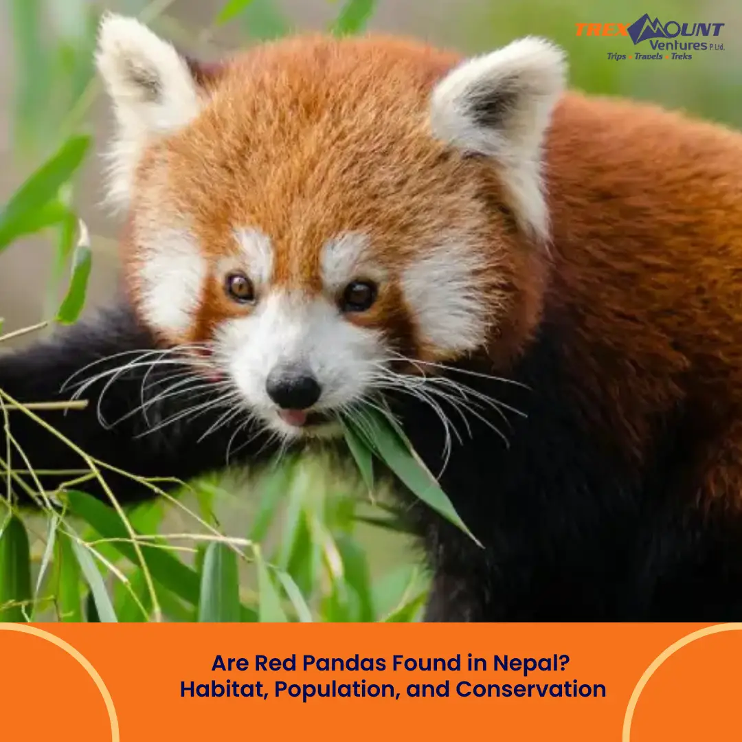 Are Red Pandas Found in Nepal? Habitat, Population, and Conservation