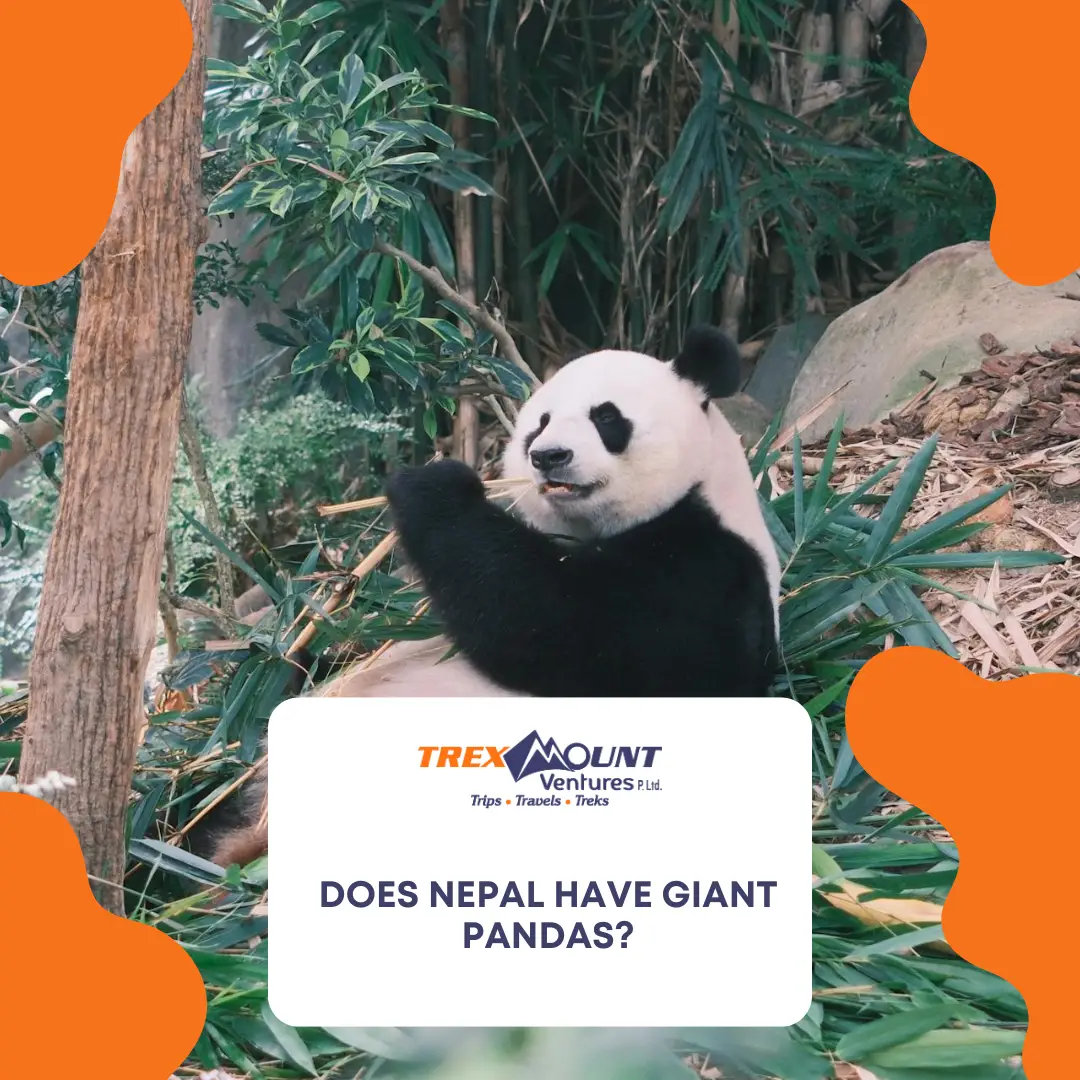 Does Nepal have giant pandas?