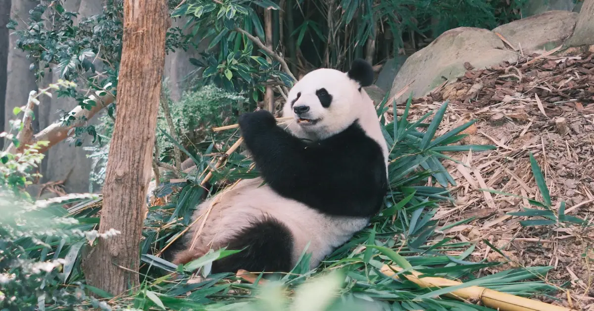Giant Panda in Nepal