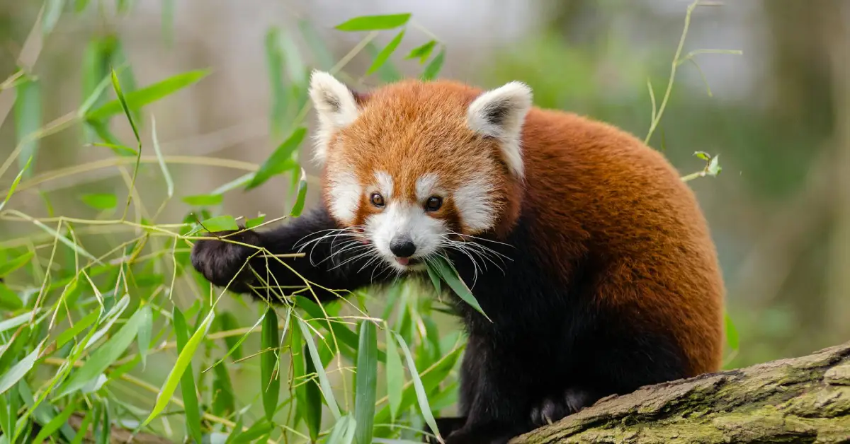 Red Panda Trek In Nepal