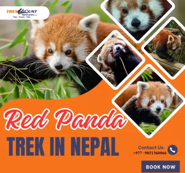 Red Panda Trek In Nepal | 11-Days Itinerary, Cost and Best Season