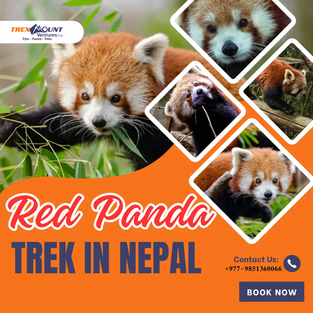 Red Panda Trek In Nepal | 11-Days Itinerary, Cost and Best Season