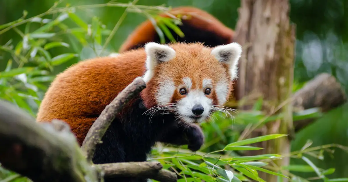 Red Pandas In Nepal