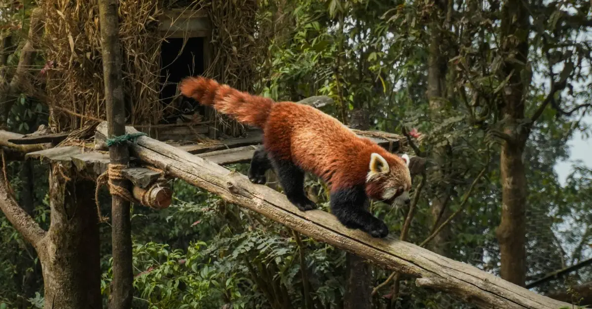 Red Panda habitat in Nepal
