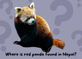 Where is red panda found in Nepal?