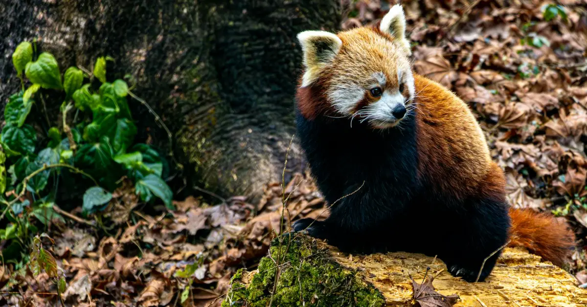 red panda in Nepal